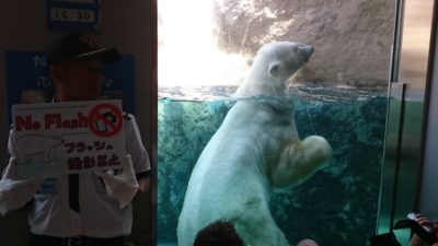 旭山動物園北極熊館