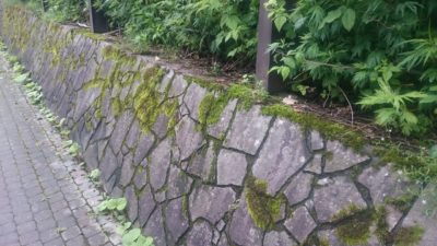 路邊石頭上常見一片一片綠綠的苔蘚