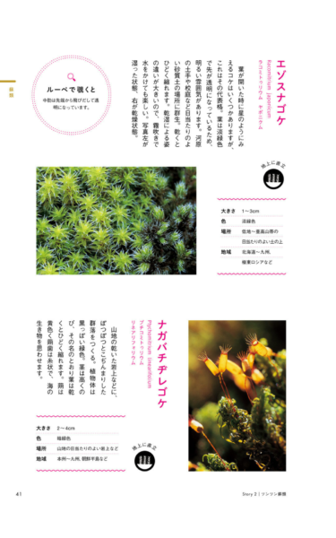 Racomitrium japonicum