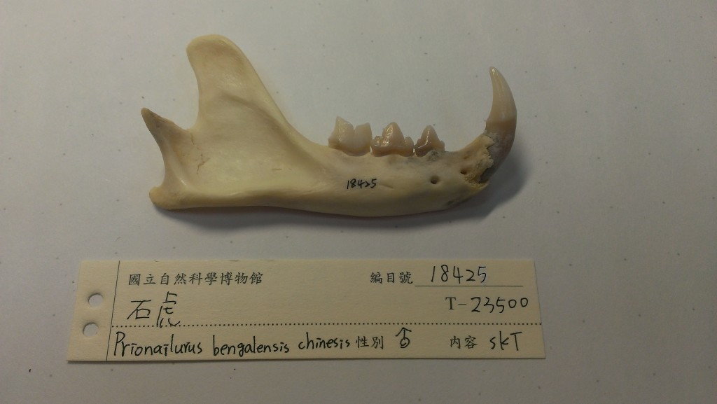 石虎的下顎骨放大圖